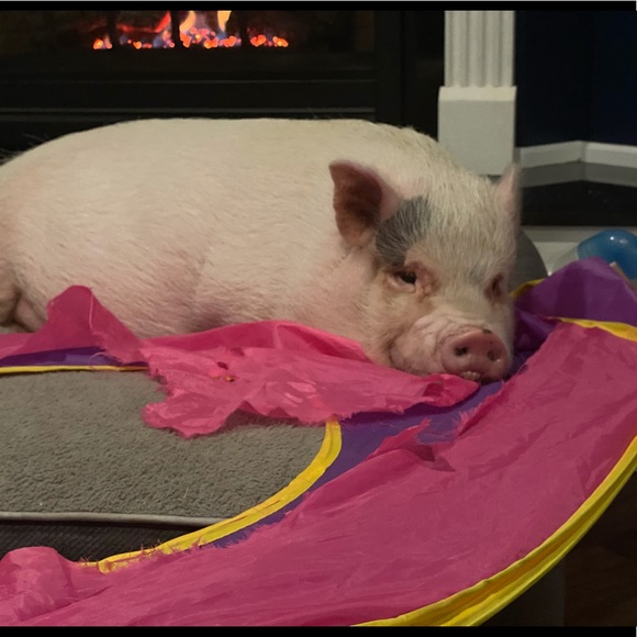 Why I Posh - Picture 5 of 16